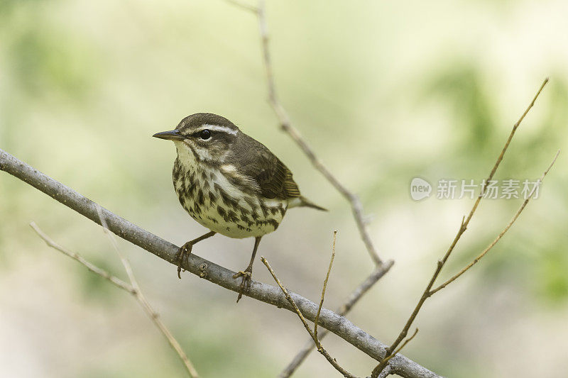 路易斯安那水画眉(Seiurus motacilla)特写